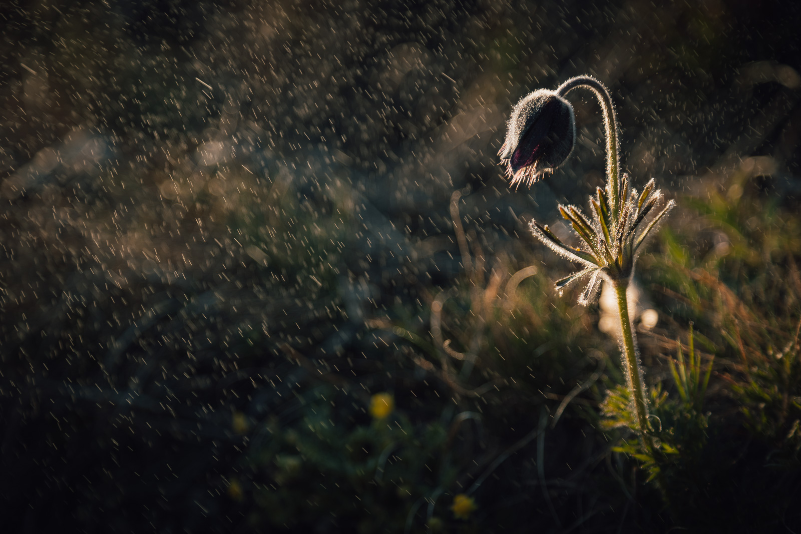 Vászonkép rendelés