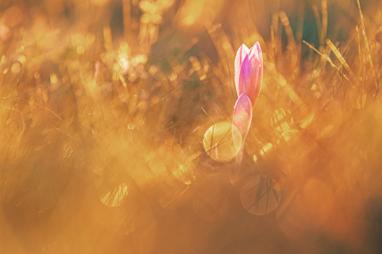 Vászonkép rendelés