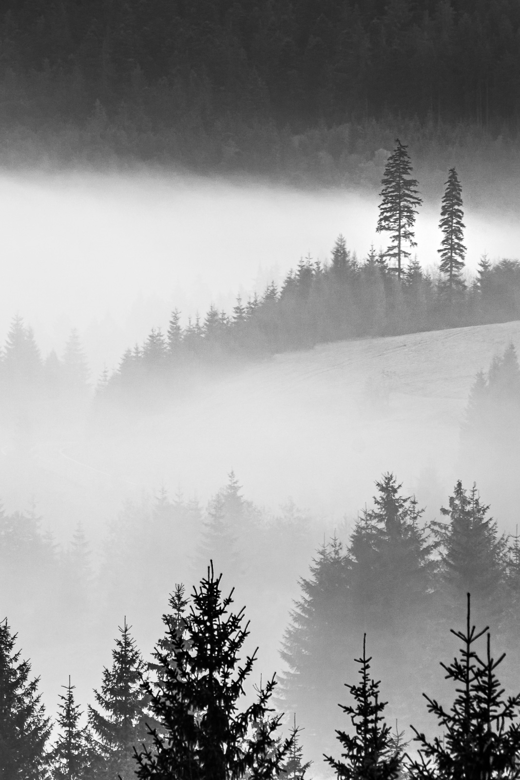 Vászonkép rendelés