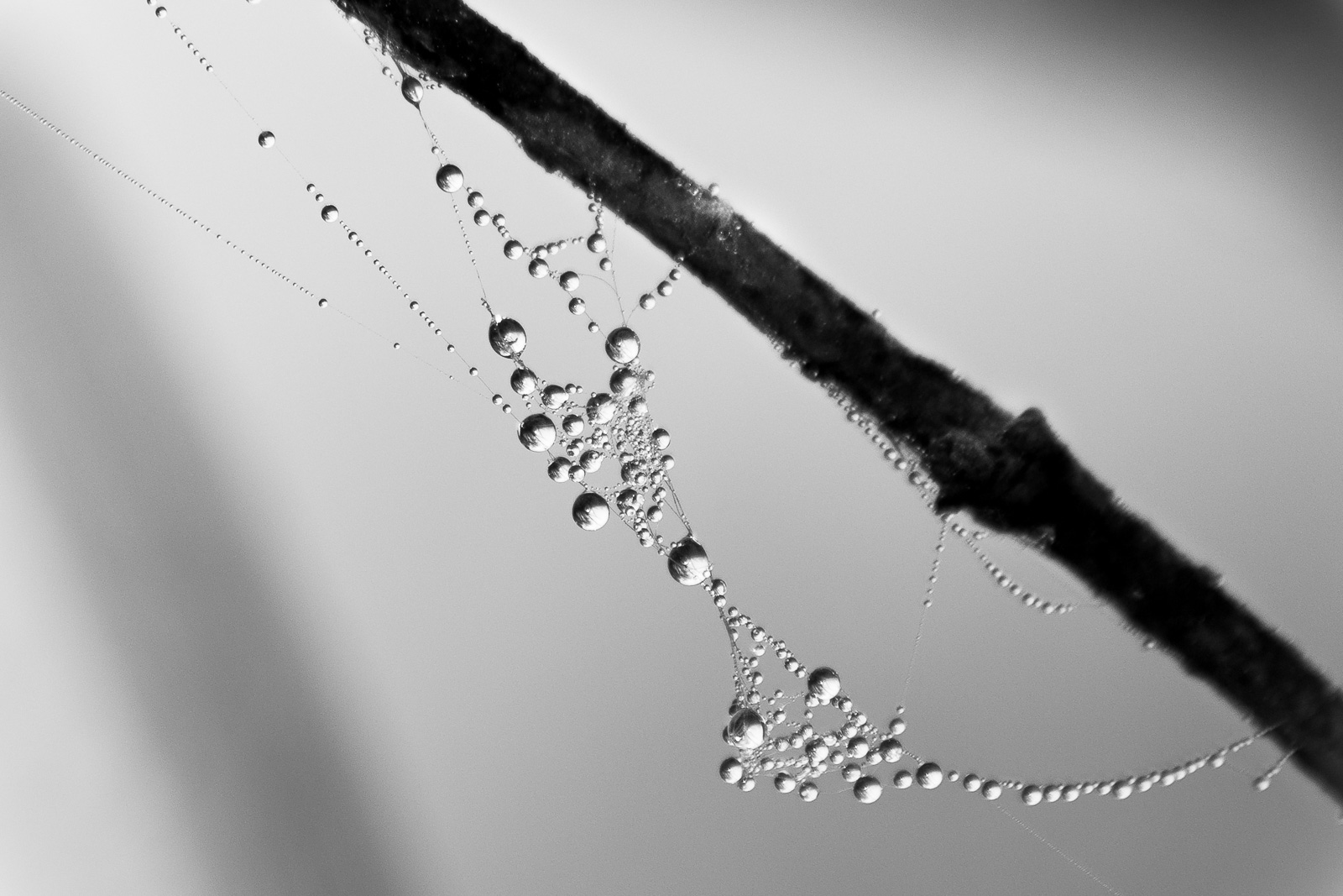 Vászonkép rendelés